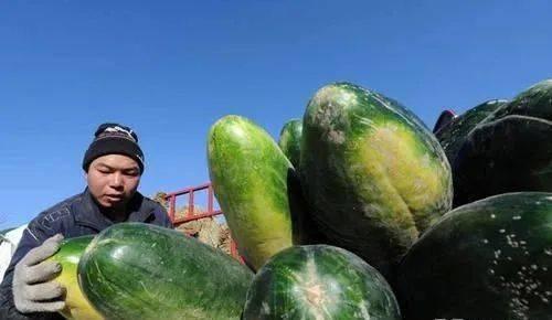 今日郸城吊瓜批发价格,品质与价格的完美结合”