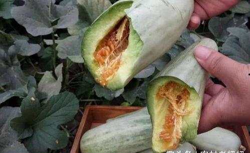 今日茄瓜多少钱一斤,一斤多少钱？