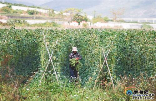 今日三亚瓜菜行情最新消息,新鲜直供，价格波动解析