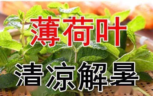 今日入伏吃三肉三瓜三叶,三肉三瓜三叶，健康度伏攻略