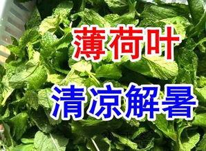 今日入伏吃三肉三瓜三叶,三肉三瓜三叶，健康度伏攻略