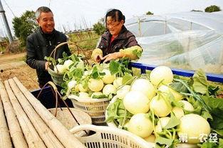 温岭白瓜批发价格今日,品质佳、价格优，市场走俏”