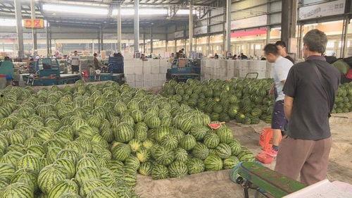 温岭白瓜批发价格今日,品质佳、价格优，市场走俏”
