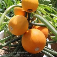 温岭白瓜批发价格今日,品质佳、价格优，市场走俏”