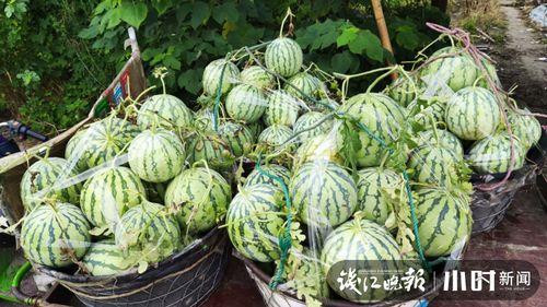 今日元谋三叶瓜多少斤,每斤售价再创新高
