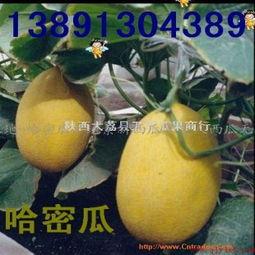 今日西瓜哈密瓜价格行情,哈密瓜与西瓜价格行情实时盘点