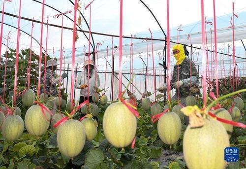2025佛罗哈密瓜今日价格行情,今日价格走势解析”
